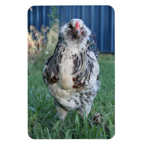 Easter Egger Rooster Magnet