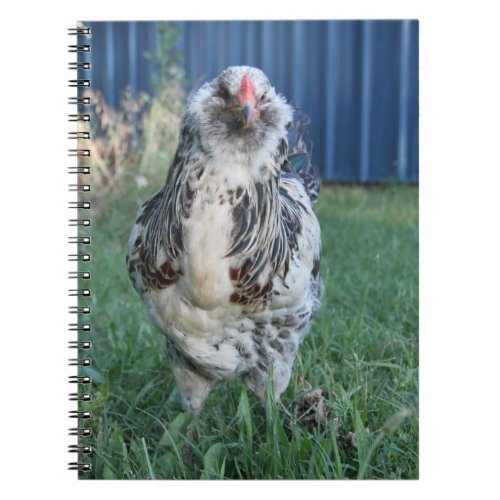Easter Egger Rooster Notebook