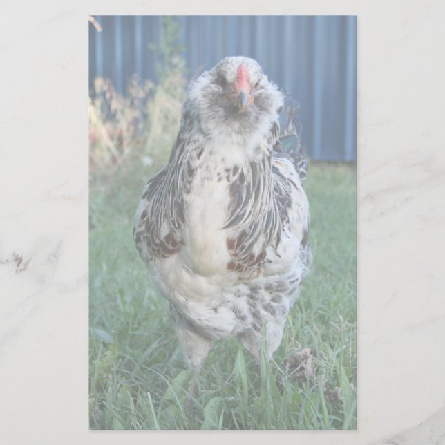 Easter Egger Rooster Stationery (Front)