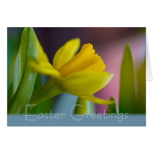 Easter flower Daffodil Narcissus CC1209 Card