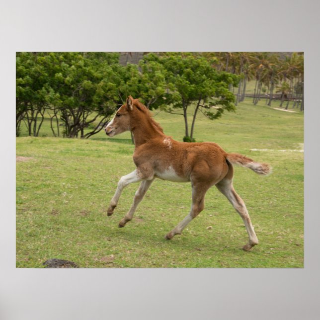 Easter Island aka Rapa Nui Poster (Front)