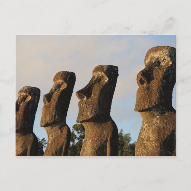 Easter Island Head Statues Postcard (Front)