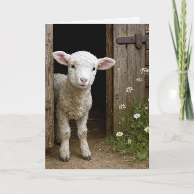 Easter Lamb In Barn Door Card (Front)