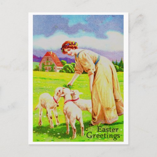Easter Lambs Post Card