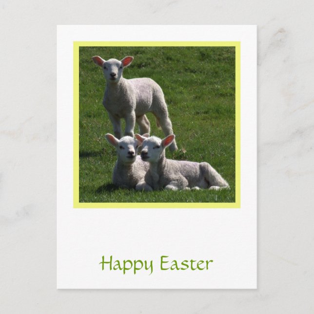 Easter Lambs Postcard (Front)