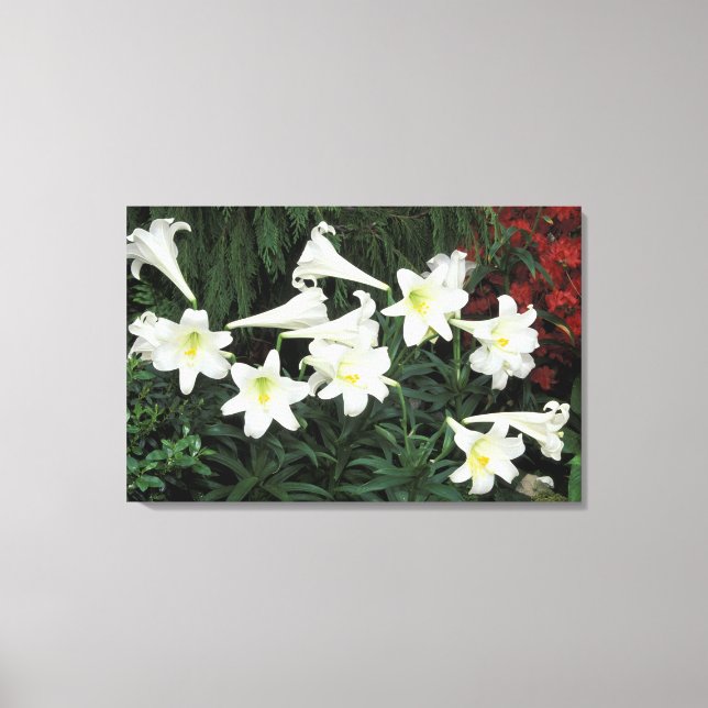 Easter Lily (Lilium regale) Canvas Print (Front)