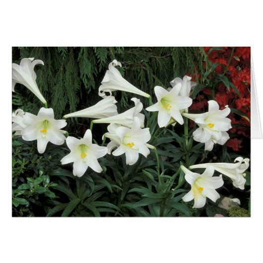 Easter Lily (Lilium regale) Cards (Front Horizontal)
