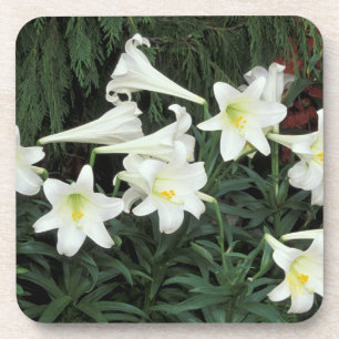 Easter Lily (Lilium regale) Drink Coaster