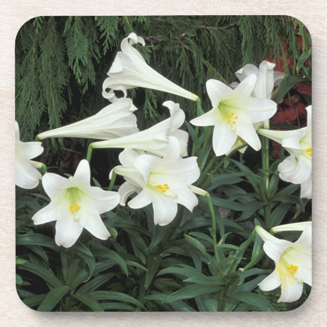 Easter Lily (Lilium regale) Drink Coaster (Front)