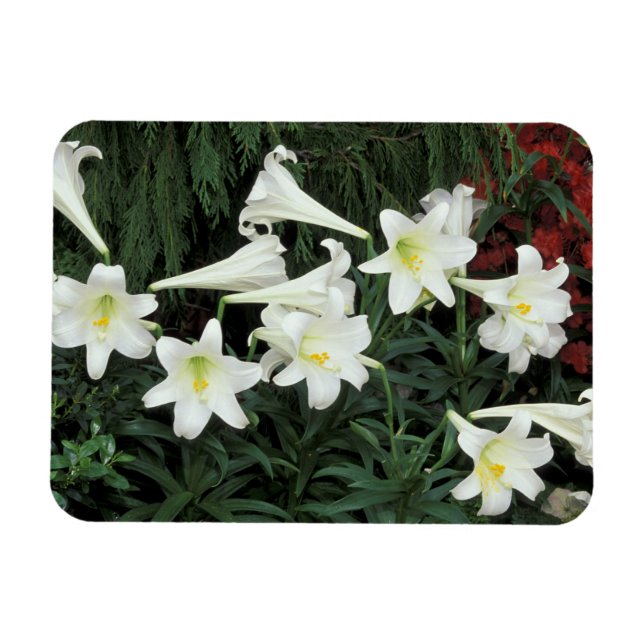 Easter Lily (Lilium regale) Magnet (Horizontal)