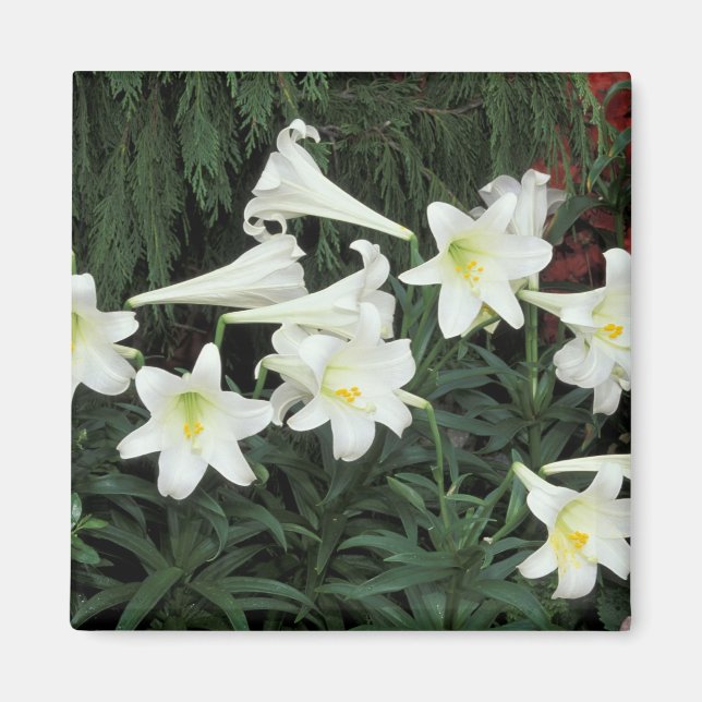 Easter Lily (Lilium regale) Magnet (Front)
