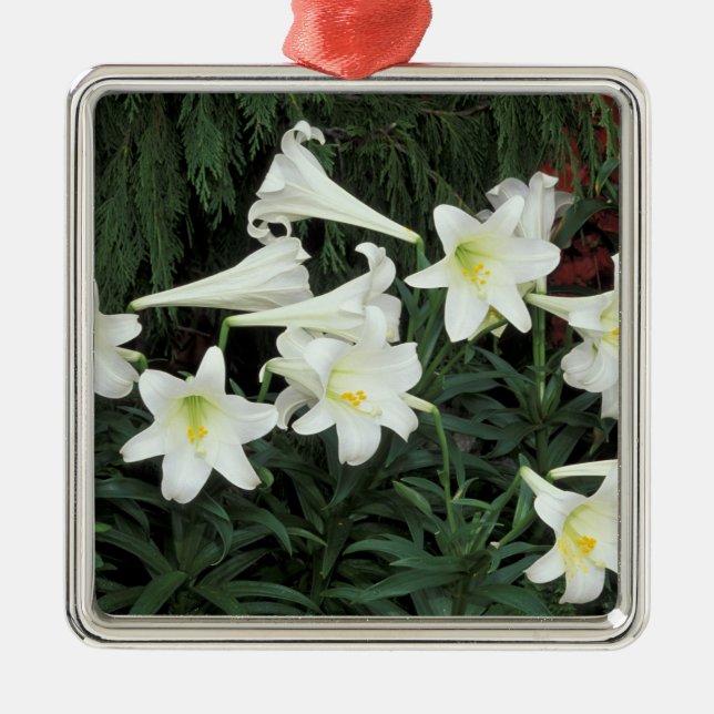Easter Lily (Lilium regale) Metal Ornament (Front)
