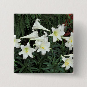 Easter Lily (Lilium regale) Pinback Button