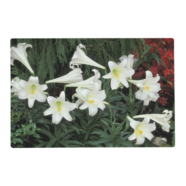 Easter Lily (Lilium regale) Placemat (Front)