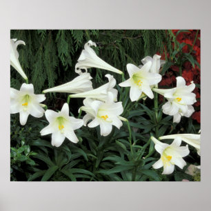 Easter Lily (Lilium regale) Poster