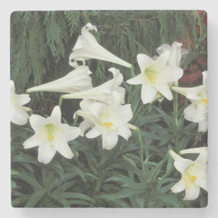 Easter Lily (Lilium regale) Stone Coaster