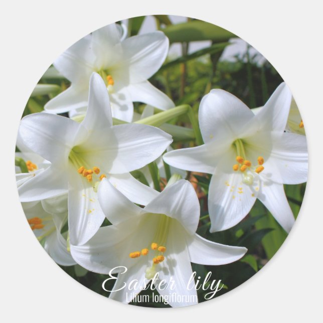 Easter Lily [Lily] Classic Round Sticker (Front)
