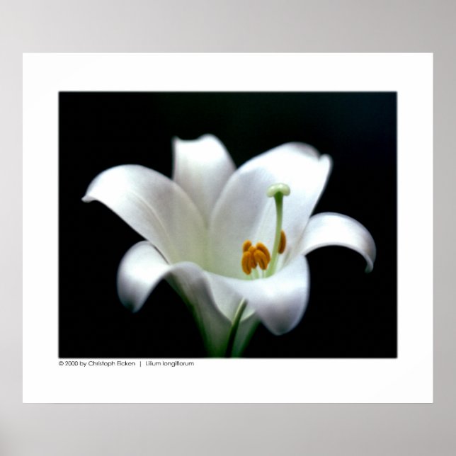 Easter lily | Ms Lilium longiflorum Poster (Front)