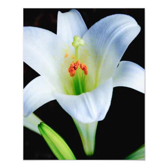 easter-lily-photo-print-zazzle