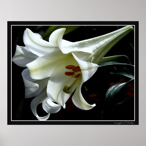 EASTER LILY PRINT