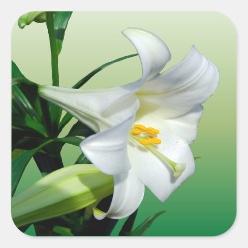 Easter Lily Sticker