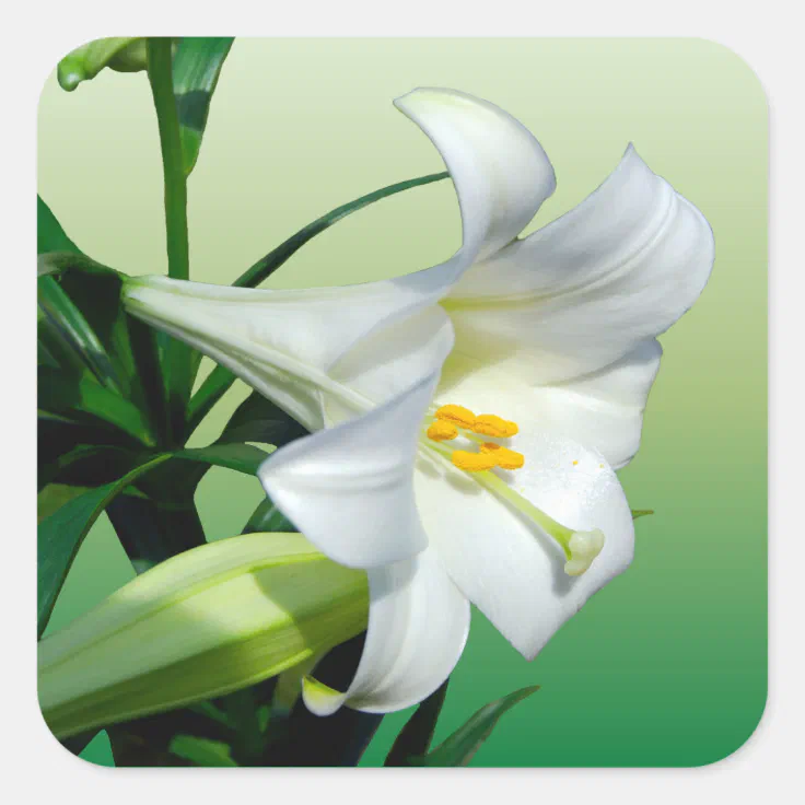 Easter Lily Sticker Zazzle