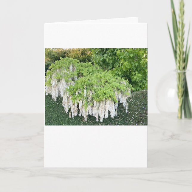  Easter message card with Beautiful White Wisteria (Front)