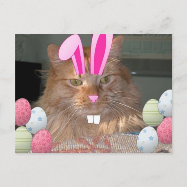 Easter Orange Tabby Kitty Cat Holiday Postcard (Front)