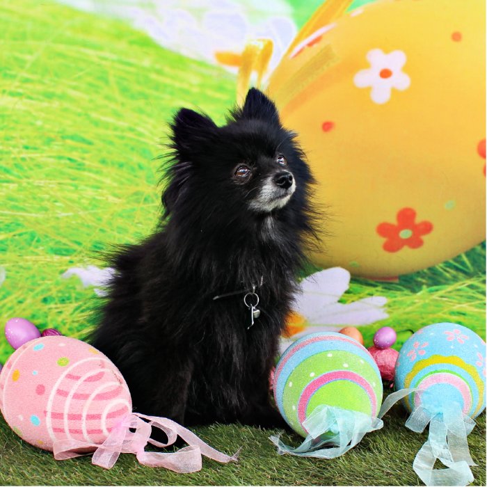 Easter   Pomeranian   Bear Photo Cut Out