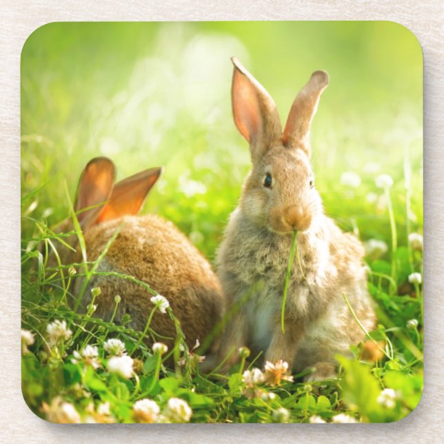 Easter Rabbits Beverage Coaster (Front)