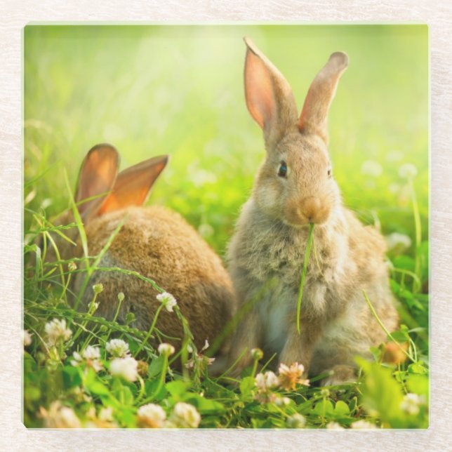 Easter Rabbits Glass Coaster (Front)