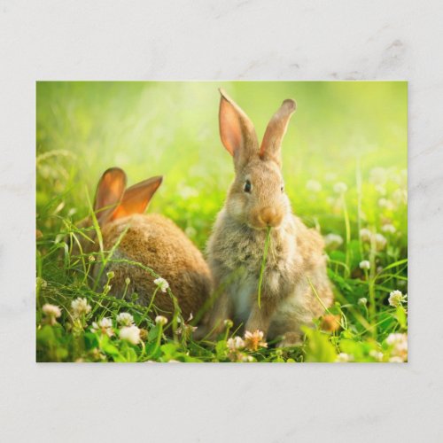 Easter Rabbits Holiday Postcard