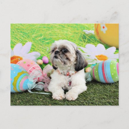 Easter - Shih Tzu - Sophie Holiday Postcard