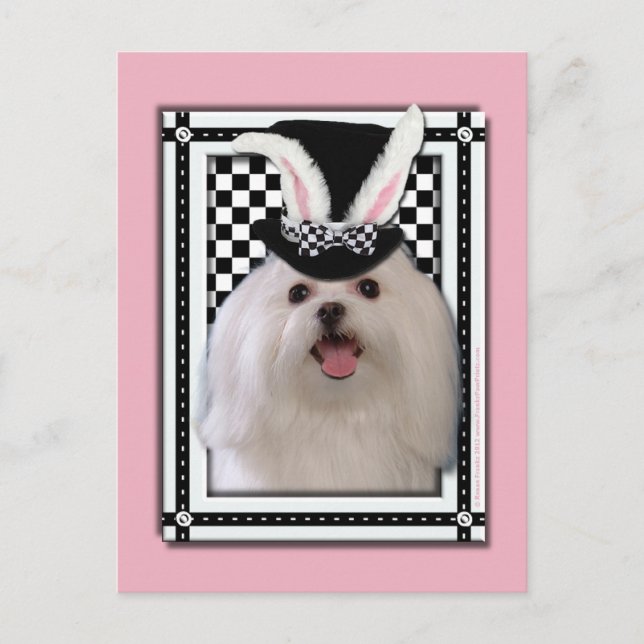 Easter - Some Bunny Loves You - Maltese Holiday Postcard (Front)