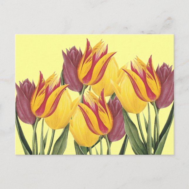 Easter Tulips Holiday Postcard (Front)