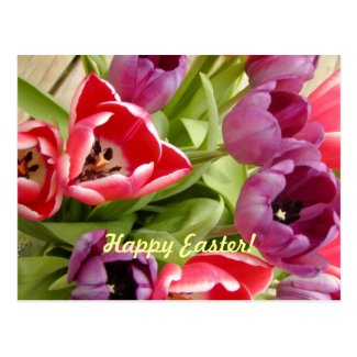 Easter Tulips Holiday Postcard