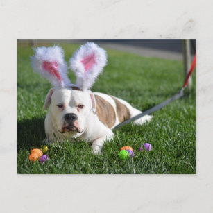Easter Valley Bulldog Holiday Postcard