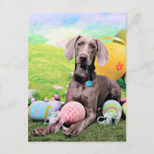 Easter - Weimaraner - Ben Holiday Postcard