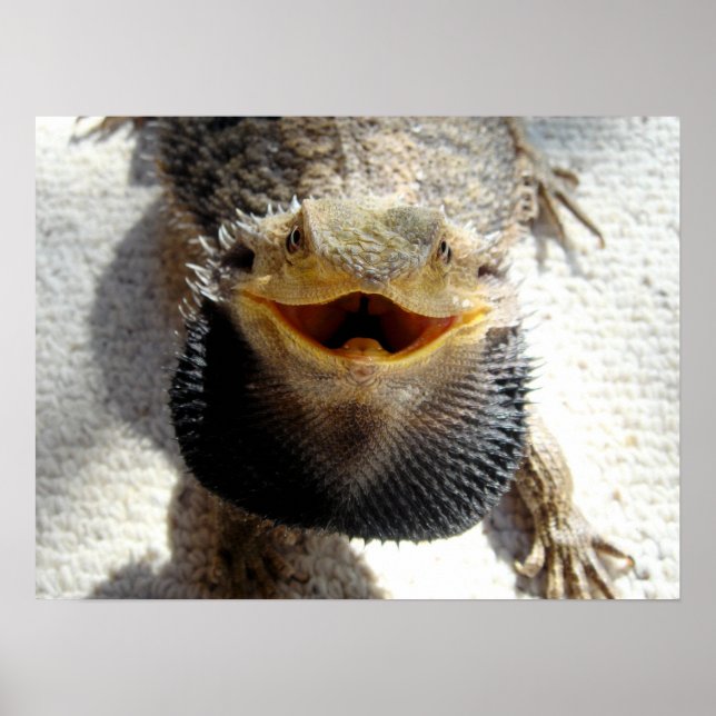 Eastern Bearded Dragon - Pogona barbata Poster (Front)