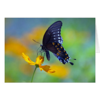 Eastern Black Swallowtail Cards
