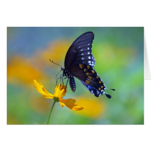 Eastern Black Swallowtail Cards (Front Horizontal)