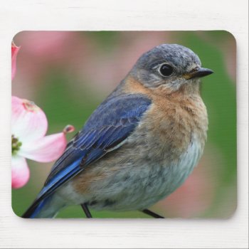 Eastern Blue Mouse Pad by artNimages at Zazzle