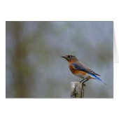 Eastern Bluebird (Front Horizontal)