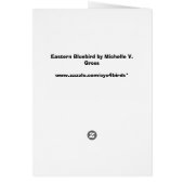 eastern bluebird (Back)