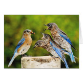 Eastern Bluebird (Front Horizontal)