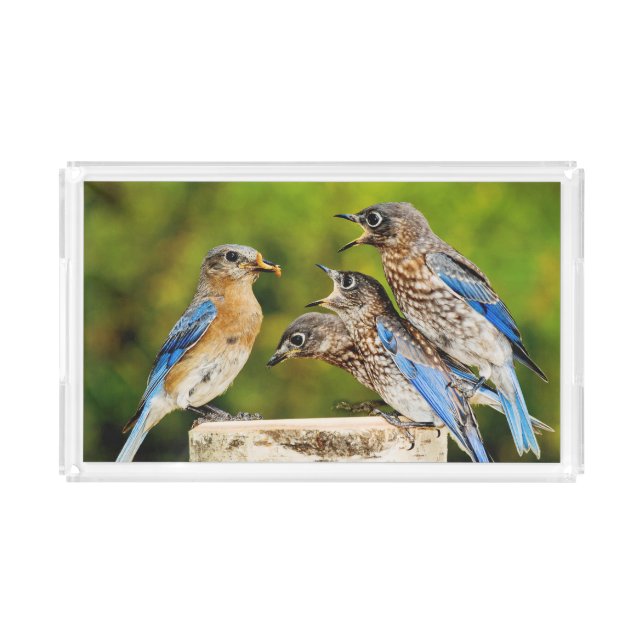 Eastern Bluebird Acrylic Tray (Front)