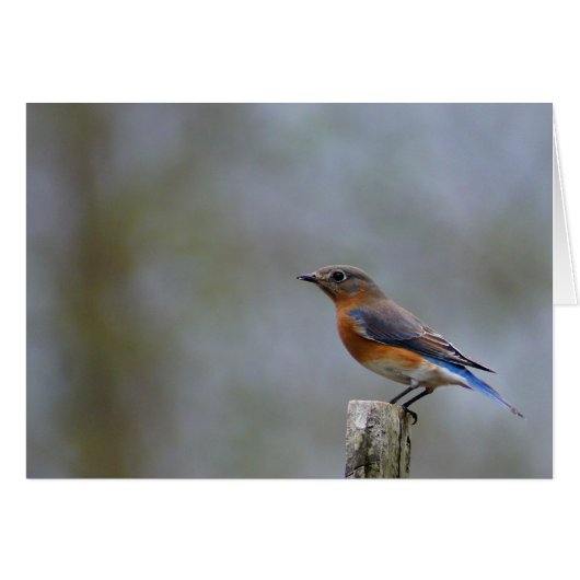 Eastern Bluebird Cards (Front Horizontal)