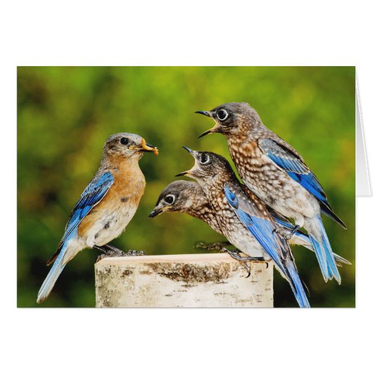 Eastern Bluebird Cards (Front Horizontal)