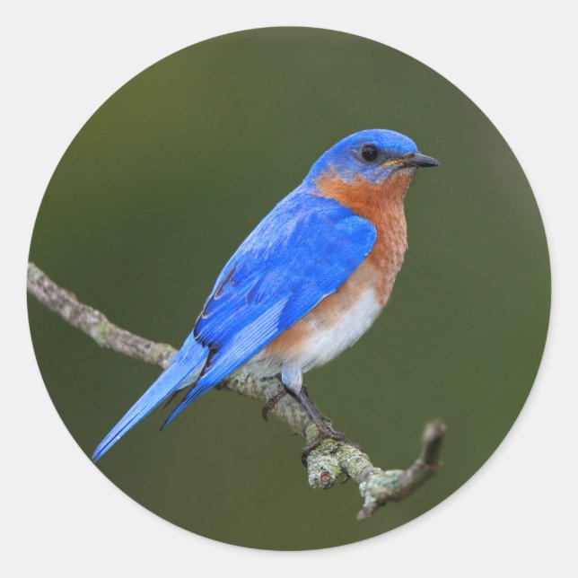 Eastern Bluebird Classic Round Sticker (Front)