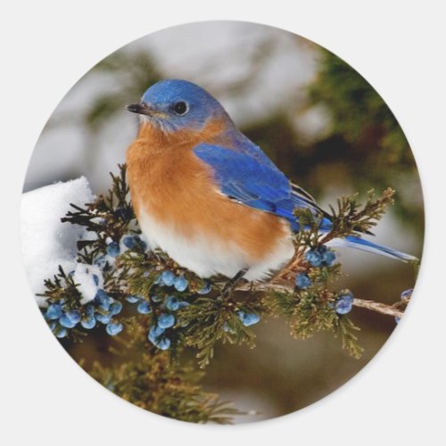 Eastern Bluebird Classic Round Sticker